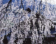 しだれ桜